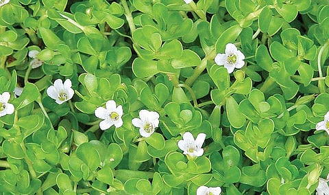 மூலிகையே மருந்து 50: பிரமிக்க வைக்கும் நீர்ப்பிரமி