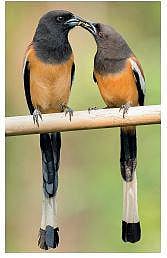 இயற்கையைத் தேடும் கண்கள் 35: வால் நீண்ட காக்கை