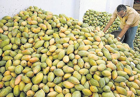 எத்திலின் வாயு மூலம் மாம்பழத்தை பழுக்க வைக்கலாம்; ரசாயன கல் பயன்படுத்தினால் கிரிமினல் வழக்கு: வியாபாரிகளுக்கு உணவு பாதுகாப்பு துறை எச்சரிக்கை