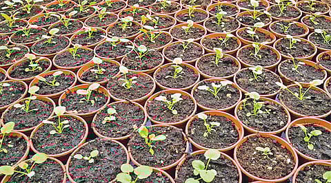 மண் வளத்தை பாதுகாக்கும் இயற்கை உயிர் பூச்சிக்கொல்லி மருந்துகள்!