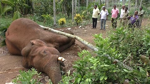 இறந்த யானையின் உடலை பிற விலங்குகளுக்கு உணவாக்கிய வனத்துறை