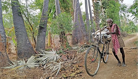 தள்ளாத வயதிலும் நம்பிக்கையுடன் நுங்கு வெட்டிப் பிழைப்பு; தினமும் அயராது உழைக்கும் கொத்தமங்கலம் செல்லையா