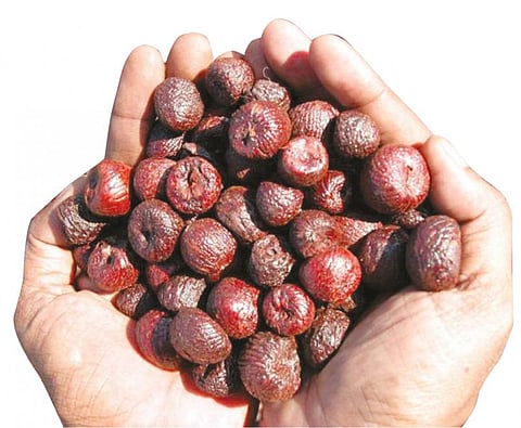 கைகொடுக்கும் பாக்கு விவசாயம்!