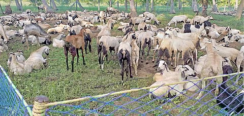 விளை நிலங்களுக்கு இயற்கை உரம் தரும் ஆட்டுக் கிடைகள்: பல தலைமுறையாக தொழில் ஈடுபட்டுள்ள குடும்பங்கள்