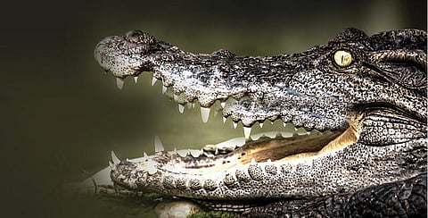 முதலைகள் ஏன் நம்முடன் செல்ஃபி எடுத்துக்கொள்வதில்லை?