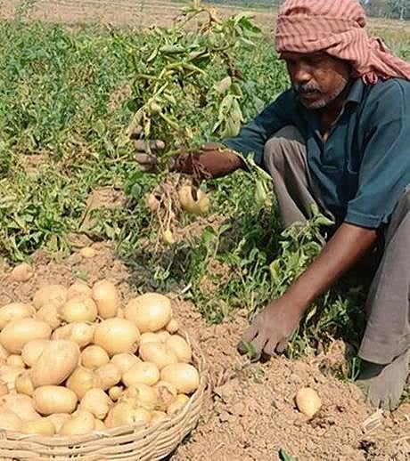 ‘பெப்ஸி நிறுவனம் மன்னிப்பு கேட்க வேண்டும்’; அச்சுறுத்தலுக்கு அடிபணிய மறுத்த விவசாயிகள்