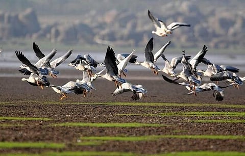 பறவையைத் தொடரும் சேலத்துப் பெண்கள்