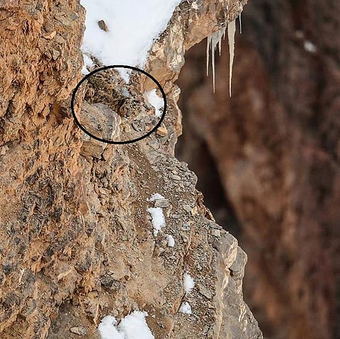 வைரலாகும் பனிச் சிறுத்தை புகைப்படம்