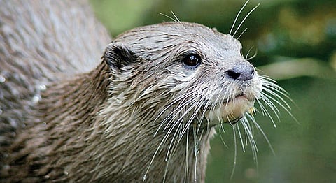 வானகமே இளவெயிலே மரச்செறிவே 28: நீர்நாய் கொடுமீன் மாந்தி…