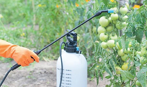 எது இயற்கை உணவு 03: கழுவினால் பூச்சிக்கொல்லி போய் விடுமா?