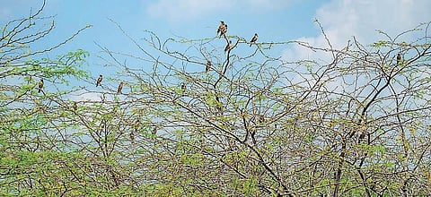 உலக வலசை பறவை மாதம்: சிவகங்கைக்கு வந்த ஐரோப்பிய அலை