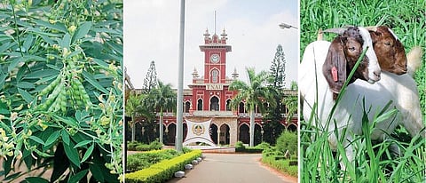 சிறு துளி: துவரம் பருப்பு விளைச்சல் குறைந்தது