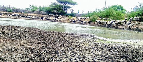ராமநாதபுரம் மாவட்டத்தில் கடும் வறட்சியால் தண்ணீர், புல் கிடைக்காமல் தவிக்கும் ஆடுகள்
