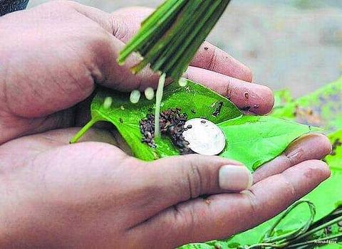 ஆனி தர்ப்பணம் 15ம் தேதி; மறக்காதீங்க!