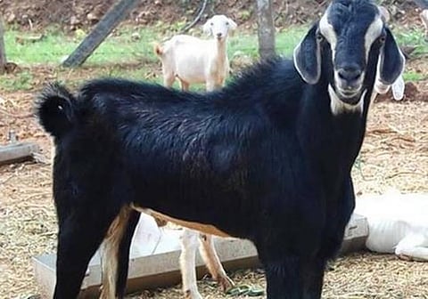 உ.பி.யில் வினோத வழக்கு: தாம் வளர்க்கும் ஆட்டைத் தாக்கியவர்கள் மீது போலீஸில் புகார் அளித்த பெண்