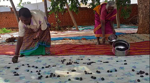 கொட்டைகளுக்காக நாவல் பழங்களை மொத்தமாகக் கொள்முதல் செய்யும் சித்த மருத்துவ மையங்கள்: தேனியில் சந்தை வரத்து குறைந்தது