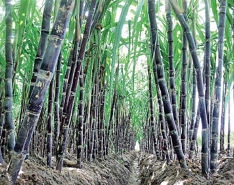 காட்டுப்பன்றியைக் கட்டுப்படுத்தும் புதிய தொழில்நுட்பம்