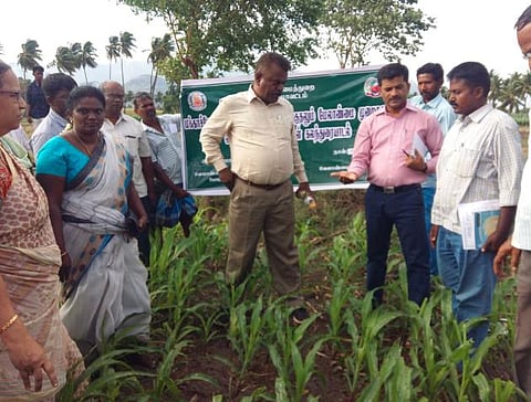 மக்காச்சோளத்தில் படைப்புழு: போடி அருகே வேளாண் விஞ்ஞானிகள் ஆய்வு