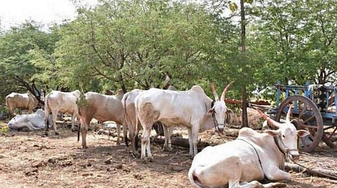 பிரதிநிதித்துவப் படம்