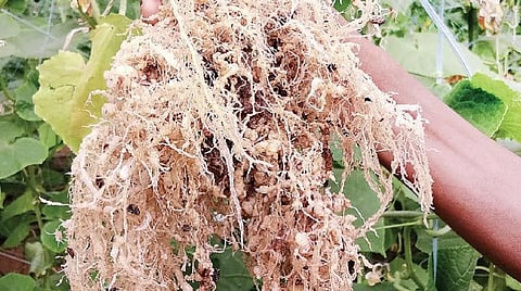 பசுங்குடிலில் நூற்புழுப் பாதிப்பு: தடுக்கப் பல வழிகள்