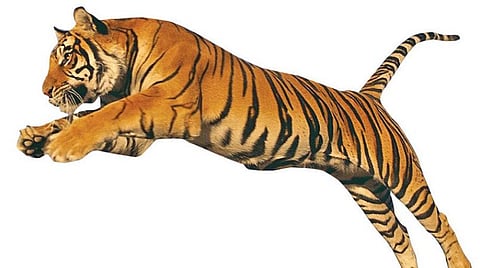 புலி உறுமுது... புலி உறுமுது...