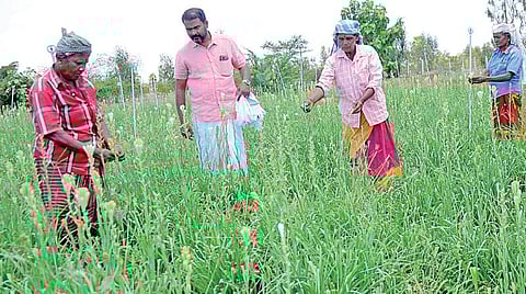 நாட்டரசன்கோட்டை அருகே மேலக்காடு பகுதியில் சம்பங்கி பறிக்கும் விவசாயிகள்.