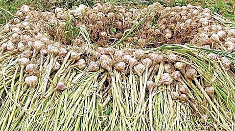 நூற்றாண்டு பழமையான கொடைக்கானல் மலைப்பூண்டு; 12 ஆவணங்களை சமர்ப்பித்து புவிசார் குறியீடு