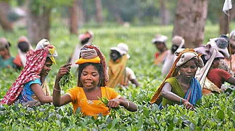 1 கிலோ ரூ.50 ஆயிரத்துக்கு ஏலம்போன தேயிலை: எப்படி தயாரிக்கப்படுகிறது?-சுவாரஸ்ய தகவல்