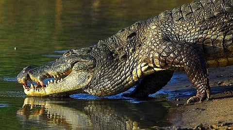 கோப்புப் படம்