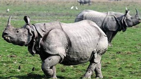 வண்டலூர் உயிரியல் பூங்காவுக்கு 30 ஆண்டுகளுக்கு பிறகு புதுவரவாக காண்டாமிருகம்: விரைவில் பார்த்து ரசிக்கலாம்