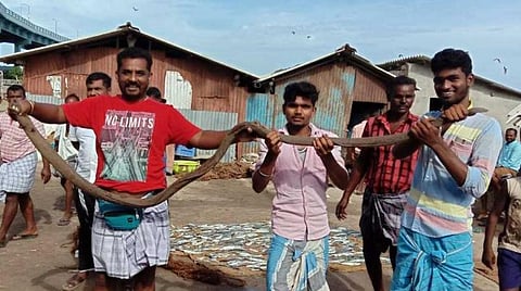 பாம்பன் மீனவர்கள் வலையில் சிக்கிய விலாங்கு மீன்