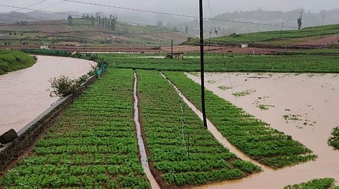 உதகை அருகே எம்.பாலாடா பகுதியில் விளை நிலங்களில் சூழ்ந்துள்ள மழை நீர்.