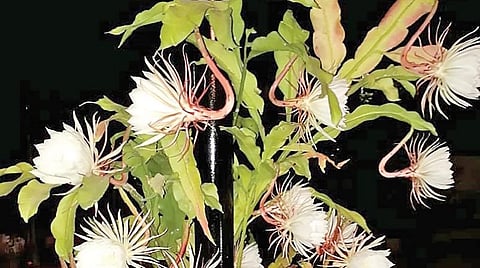 வானகமே இளவெயிலே மரச்செறிவே 32: நட்டநடு நிசியில் தெரியும் நட்சத்திரங்களடீ!