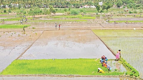 அவதானப்பட்டி பகுதியில் முதல்போக சாகுபடிக்காக நாற்றங்காலில் இருந்து நெல் நாற்றுகளை பறிக்கும் பணியில் ஈடுபட்டுள்ள விவசாயிகள். படம்: எஸ்.கே.ரமேஷ்