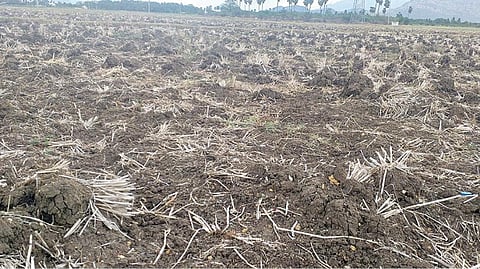 கம்பம் பள்ளத்தாக்கில் தரிசாக விடப்பட்ட நிலங்கள்: முதல்போக விவசாயம் முடங்கியதால் வைக்கோல் உற்பத்தி பாதிப்பு