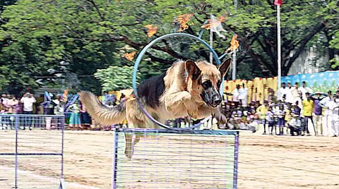 திருப்பதியில் உள்ள தேவஸ்தான மைதானத்தில் நேற்று நடந்த சுதந்திர தின விழாவில் மோப்ப நாய்களின் சாகச நிகழ்ச்சி நடைபெற்றது.