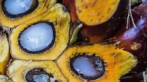 மலேசியாவிலிருந்து பாமாயில் இறக்குமதி அதிகம் ஏன்? உள்நாட்டு தொழில் நசிவடைதாகப் புகார்: விசாரணைக்கு உத்தரவு