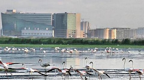 பள்ளிக்கரணை சதுப்பு நிலத்தில் மத்திய அரசு நிறுவனங்கள் 100 ஏக்கருக்கு மேல் ஆக்கிரமிப்பு: உயர் நீதிமன்றத்தில் ஆய்வறிக்கை தாக்கல் 