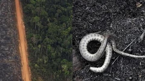 அச்சுறுத்தும் அமேசான் காட்டுத் தீ: கார்ப்பரேட்டுகளின் பேராசை - எச்சரிக்கும் இயற்கை ஆர்வலர் ரவீந்திரன் நடராஜன்