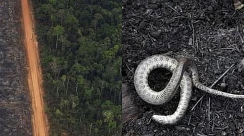 அமேசான் காட்டுத் தீயை வெற்றிகரமாக அணைத்து வருகிறோம்: பிரேசில்