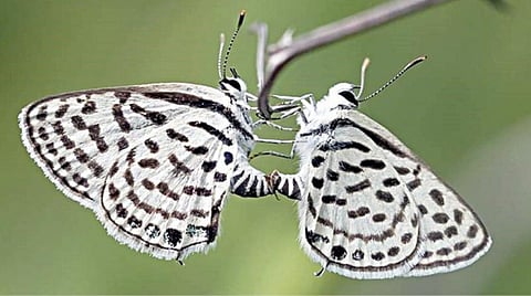 சேலம் குரும்பப்பட்டி உயிரியல் பூங்கா அருகே சேர்வராயன் மலைச்சரிவில் கண்டறியப்பட்டுள்ள அரிய வகை ஒளி ஊடுருவும் இறகுகள் கொண்ட, ‘டாருகஸ் இண்டிகா’ வண்ணத்துப்பூச்சிகள்.