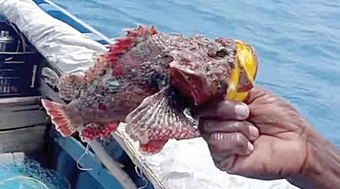 உலகிலேயே அதிக விஷத்தன்மையுள்ள கல்மீன்; ராமநாதபுரம் அருகே மீனவர் வலையில் சிக்கியது