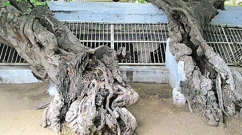 81 ரத்தினங்கள் 15: அவன் சிறியன் என்றேனோ ஆழ்வாரைப் போலே !