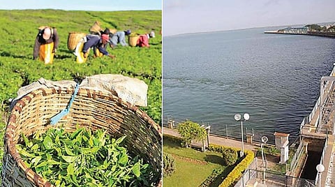 தேயிலை உற்பத்தி அதிகரிப்பு