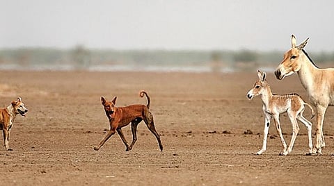 காட்டுக்கழுதை குட்டி மீது கண் வைக்கும் நாய்கள். படம்: கல்யாண் வர்மா