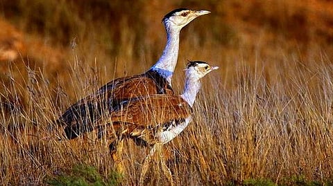 அருகிவரும் கிரேட் இந்தியன் பஸ்டர்ட் எனப்படும் கானமயில்கள்.