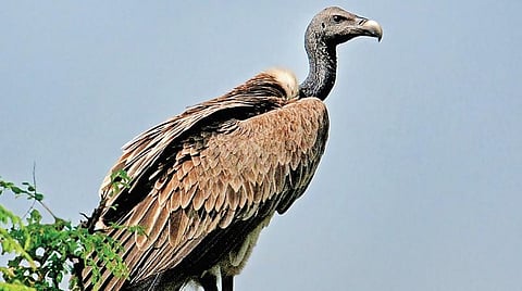 பாறுக் கழுகு தப்புமா?