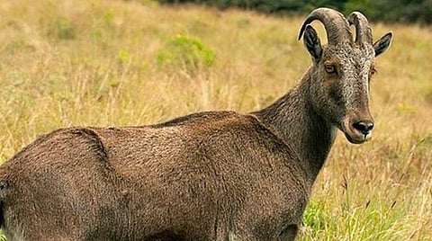 அதிகரித்தது `நீலகிரி வரையாடு’