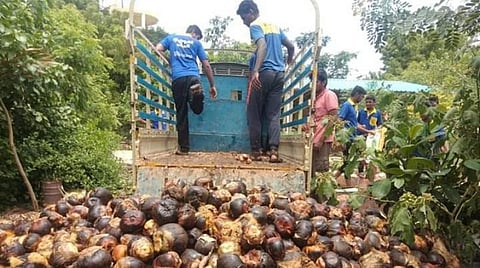 தமிழகம் முழுவதும் நடவு செய்ய 2 கோடி பனை விதைகள் இலவசமாக விநியோகம்: நிலத்தடி நீரை சேமிக்க அரசு தோட்டக்கலைத்துறை புது முயற்சி