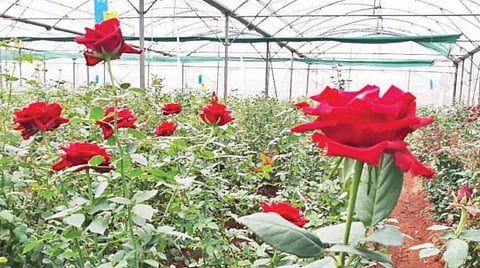 ஓசூர் பகுதியில் பசுமைக்குடிலில் வண்ணமயமாக மலர்ந்து காட்சியளிக்கும் ரோஜா மலர்கள்.